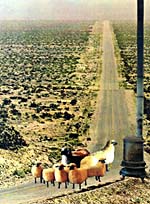 Collage de Joan McCrimmon Hebb représentant des moutons sur une route traversant la campagne